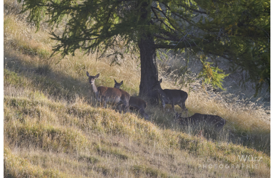 _DSC3503