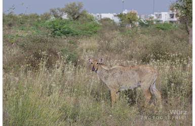 _DSC4028-1_DxO