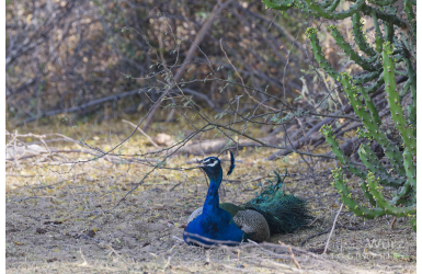 _DSC4039-1_DxO