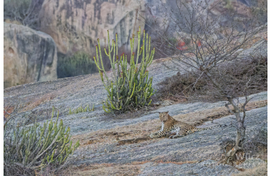 _DSC4253-1_DxO