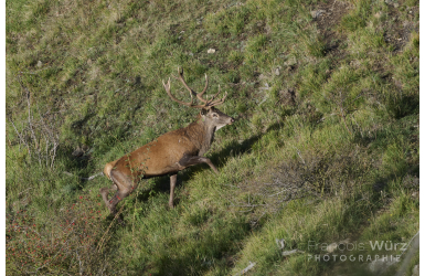 _DSC696g4