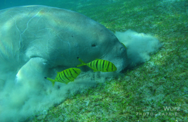 francois-wurz-photographie-3