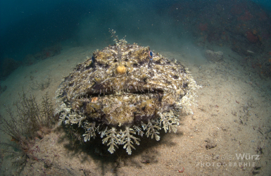 francois-wurz-photographie