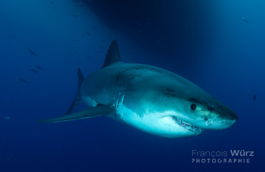 wurz-photographie-requin-blanc-carcharodon-carcharias