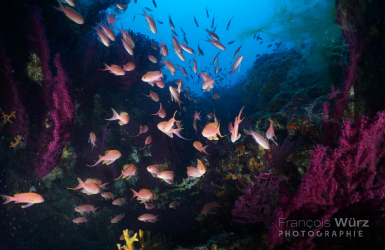 wurz-photographies-anthias-anthias