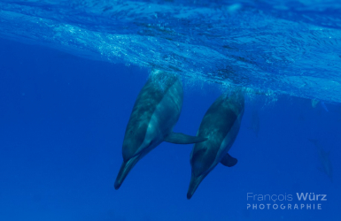 wurz-photographies-dauphin-stenella-longirostris