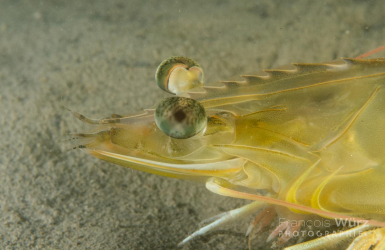 wurz-photographies-gamba-penaeus-kerathurus