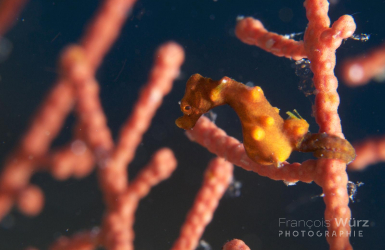 wurz-photographies-hippocampus-denise