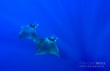 wurz-photographies-mobula-mobula