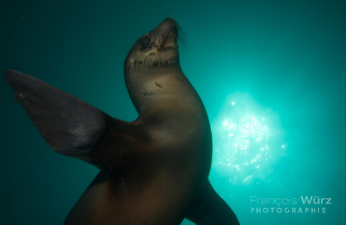 wurz-photographies-otarie-de-californie-zalophus-californianus