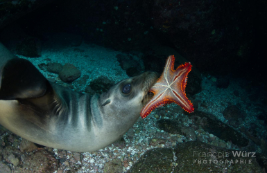 wurz-photographies-otarie-etoile-de-mer