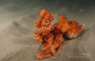 wurz-photographies-pieuvre-octopus-macropus