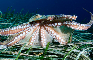 wurz-photographies-poulpe-octopus-vulgaris