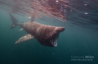 wurz-photographies-requin-2