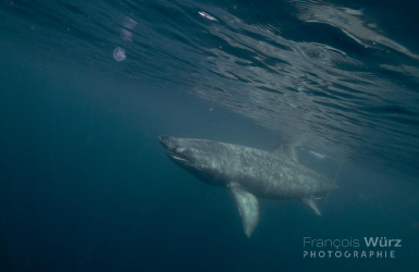 wurz-photographies-requin