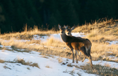 wurz-photographies-biche-cervus-elaphus