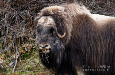 wurz-photographies-boeuf-musque-ovibos-moschatus