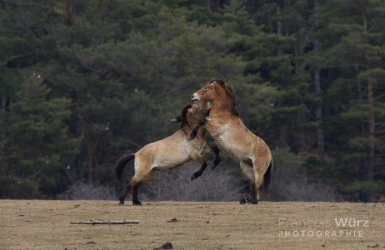 wurz-photographies-cheval-de-przewalski-equus-caballus-prjewalskii