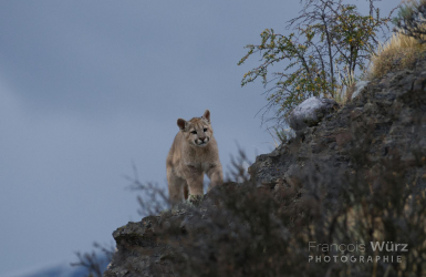 wurz-photographies-cougar-puma-concolor-2-