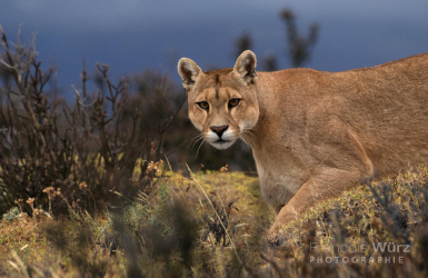 wurz-photographies-cougar-puma-concolor