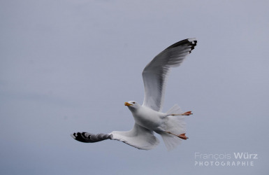 wurz-photographies-goeland