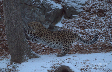 wurz-photographies-leopard-de-l-amour-panthera-pardus-orientalis-