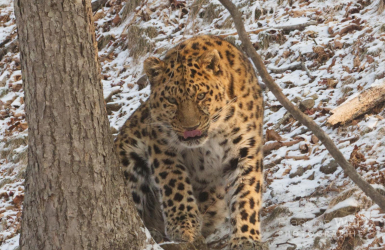 wurz-photographies-leopard-de-l-amour-panthera-pardus-orientalis