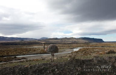 wurz-photographies-nandou-rhea-americana