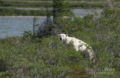 wurz-photographies-ours-blanc-ursus-maritimus