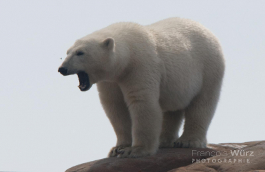 wurz-photographies-ours-blanc