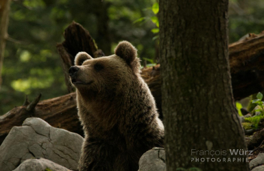 wurz-photographies-ours-brun-ursus-arctos-arctos