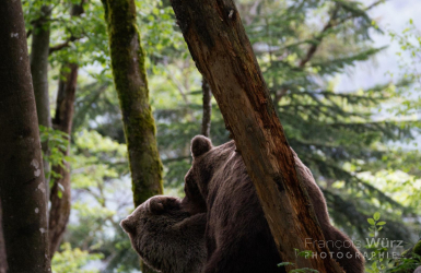 wurz-photographies-ours-brun