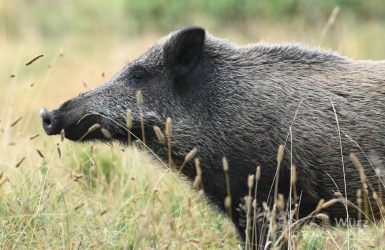 wurz-photographies-sanglier-sus-scrofa