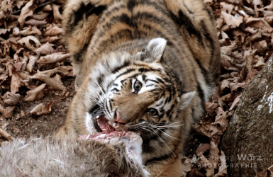 wurz-photographies-tigre-de-siberie-panthera-tigris-altaica-1
