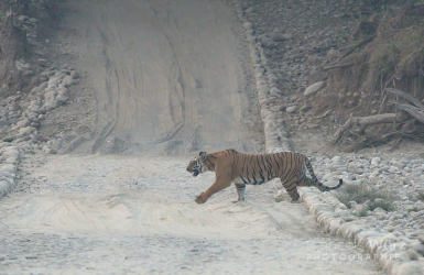 wurz-photographies-tigre-panthera-tigris