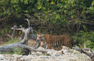 wurz-photographies-tigre